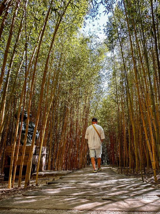 The dense bamboo creates a peaceful atmosphere, with sunlight filtering through the leaves and the gentle rustling of stalks in the breeze